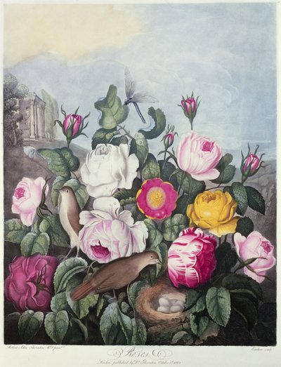 Roses, Engraved by Earlom from 